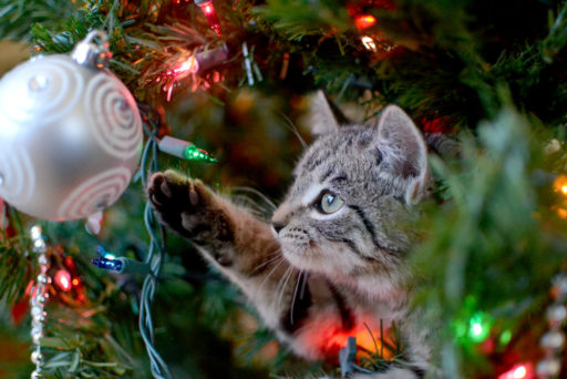 How to Protect Your Christmas Tree From Your Cats